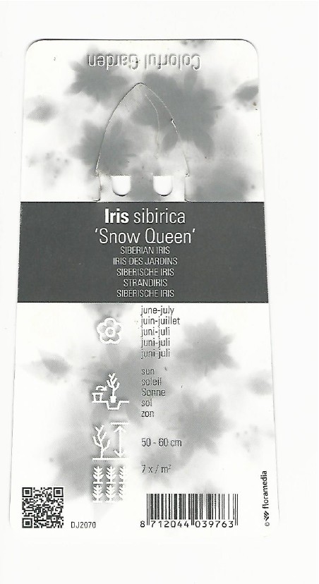 Iris Sibirica 0002.jpg